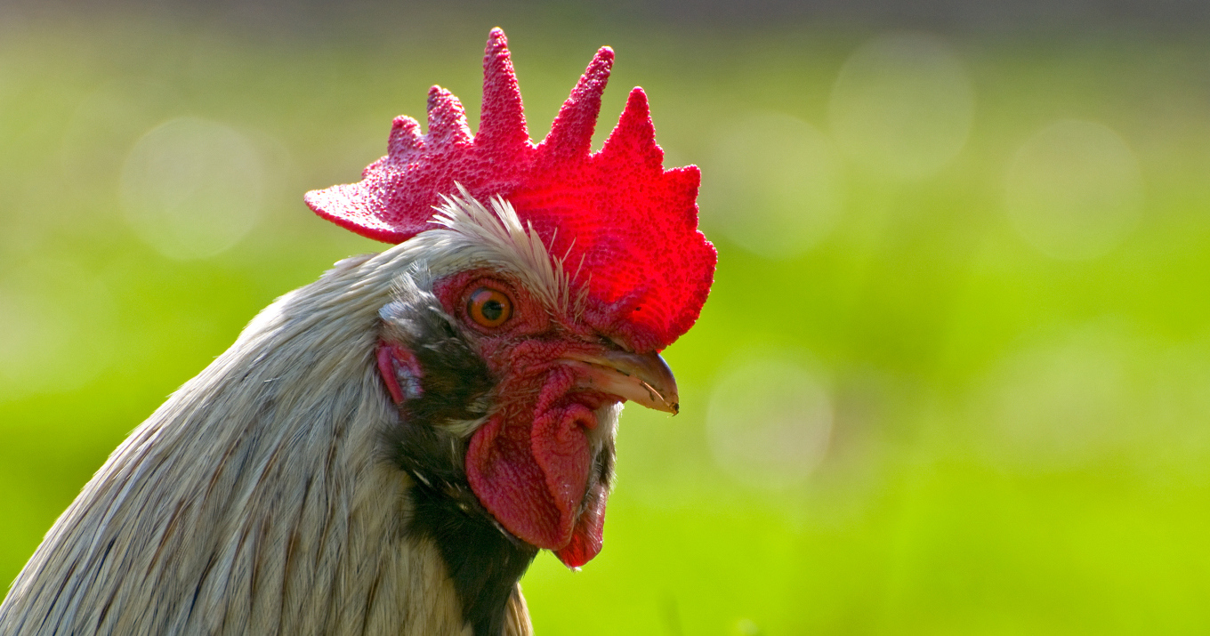 © Jean-Jacques Carlier